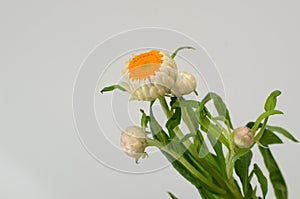 White helichrysum Straw flower bloomingÂ on white background